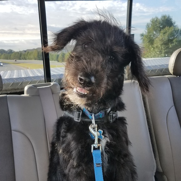 Meet your Posher, Deanna - Picture 2 of 2